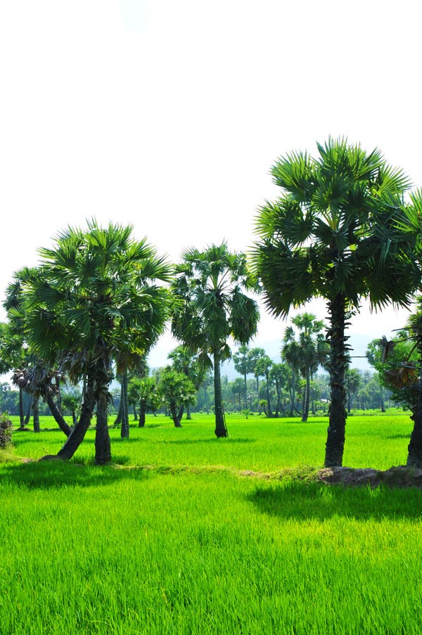 Bức tranh thủy mặc tr&ecirc;n đồi T&agrave; Pạ An Giang